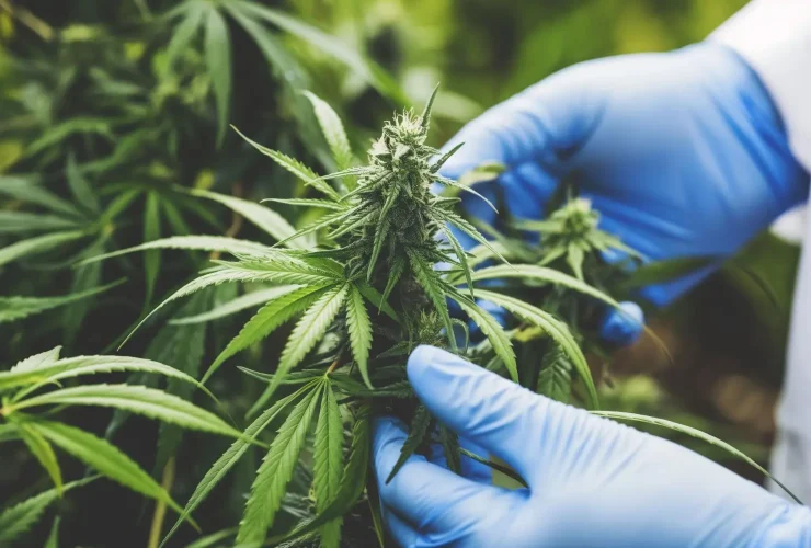 Quanto Tempo Dura um Jeeter Juice