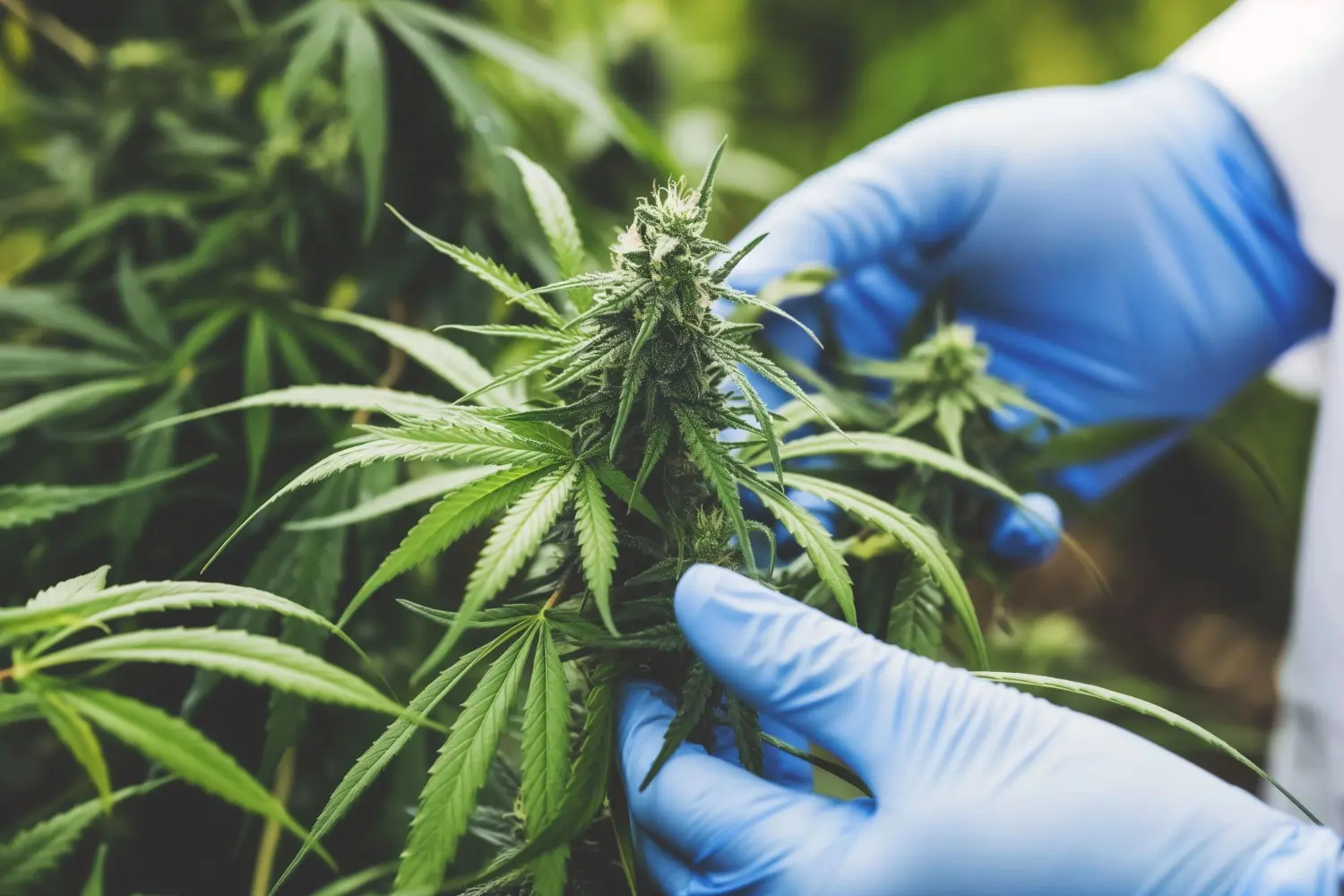 Quanto Tempo Dura um Jeeter Juice? 19 Quanto Tempo Dura um Jeeter Juice