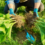 Como dividir suas plantas perenes para o outono