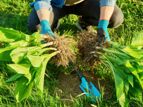 Como dividir suas plantas perenes para o outono 27 Como dividir suas plantas perenes para o outono