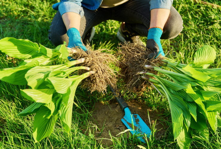Como dividir suas plantas perenes para o outono