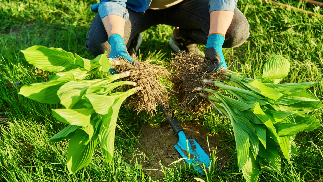 Como dividir suas plantas perenes para o outono