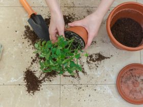 É hora de mover essas plantas para dentro de casa durante o inverno 30 plantas