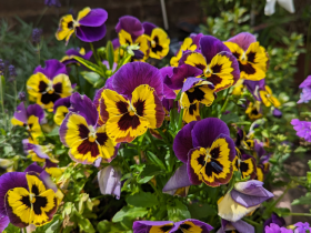 Todas as plantas anuais que vale a pena plantar agora para o outono 33 plantas anuais