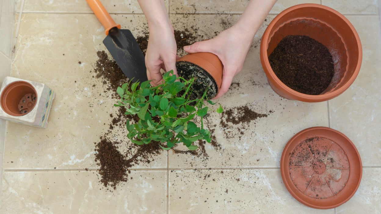 É hora de mover essas plantas para dentro de casa durante o inverno 19 plantas