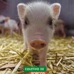 Post para Instagram de Receita para Ceia Vegana com porquinho vermelho