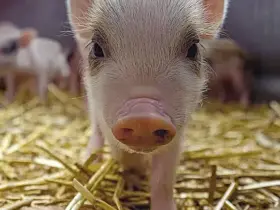 Post para Instagram de Receita para Ceia Vegana com porquinho vermelho