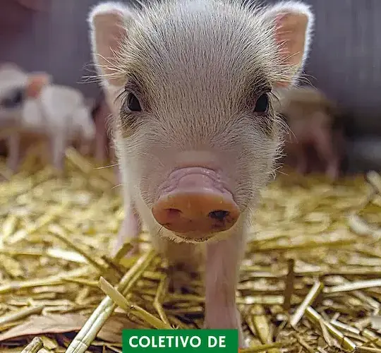 Coletivo de Porcos: Descubra o Nome e Curiosidades sobre o Comportamento Social desses Animais 27 Post para Instagram de Receita para Ceia Vegana com porquinho vermelho