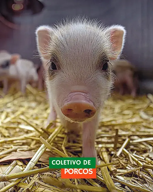 Coletivo de Porcos: Descubra o Nome e Curiosidades sobre o Comportamento Social desses Animais 19 Post para Instagram de Receita para Ceia Vegana com porquinho vermelho
