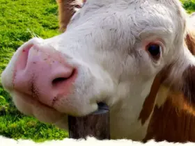 Story instagram bom dia motivacao para hoje verde e branco simples